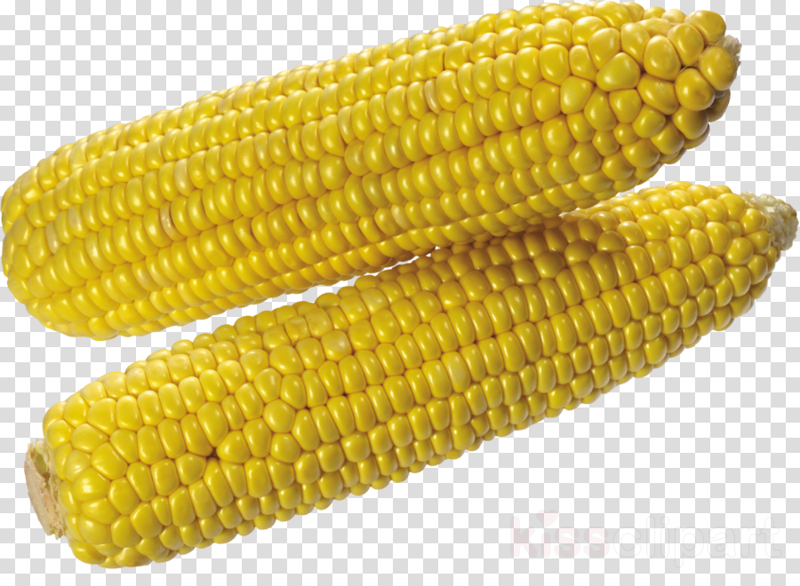 Corn On The Cob Png Clipart Corn On The Cob Flint Corn (900x660), Png Download