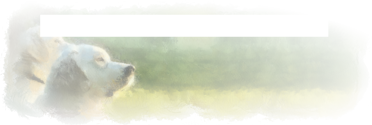 Foundationeyes On Four Paws (1278x432), Png Download