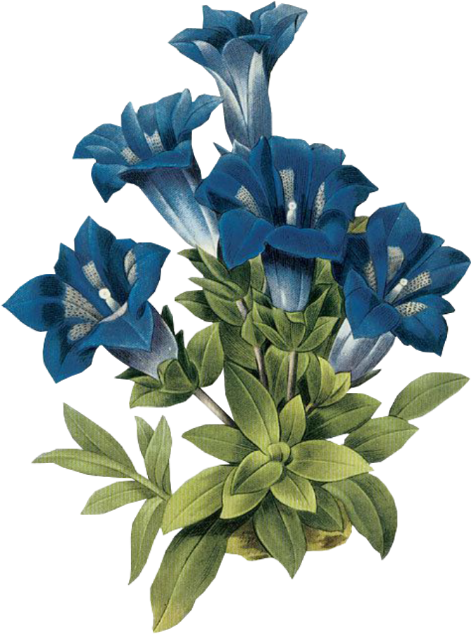 Leaves Png Green Kpopedit Edits Edit Overlay Blue Flowe (1024x1024), Png Download