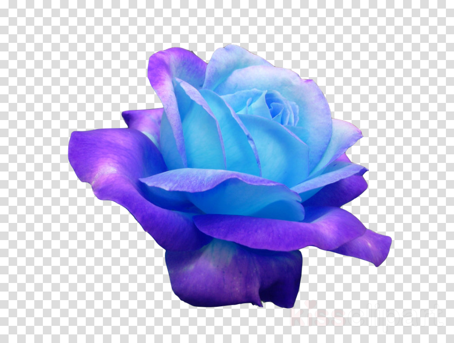 Transpa Flowers Blue Clipart Blue Rose Flower Flower (900x680), Png Download