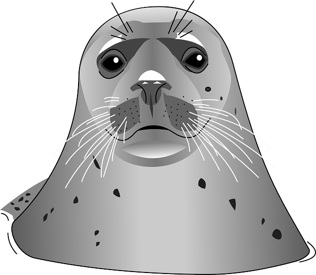 Seal Png (640x556), Png Download