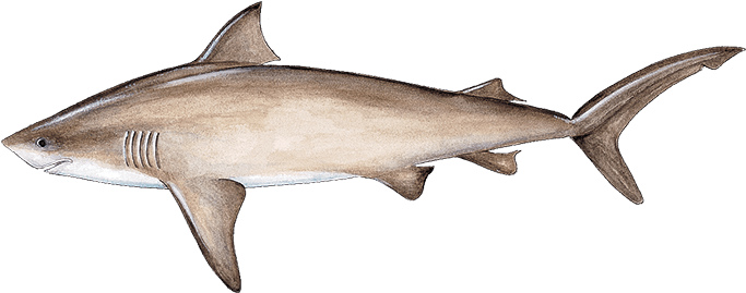 Bull Shark (900x900), Png Download