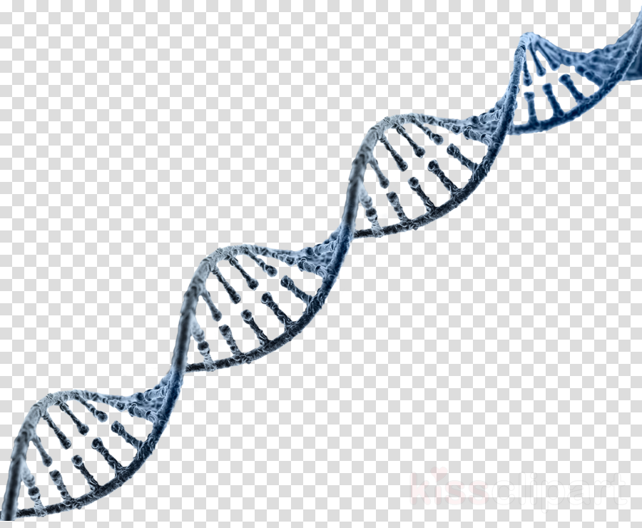 Rope Line Clipart Nucleic Acid Double Helix Rope Dna (900x740), Png Download