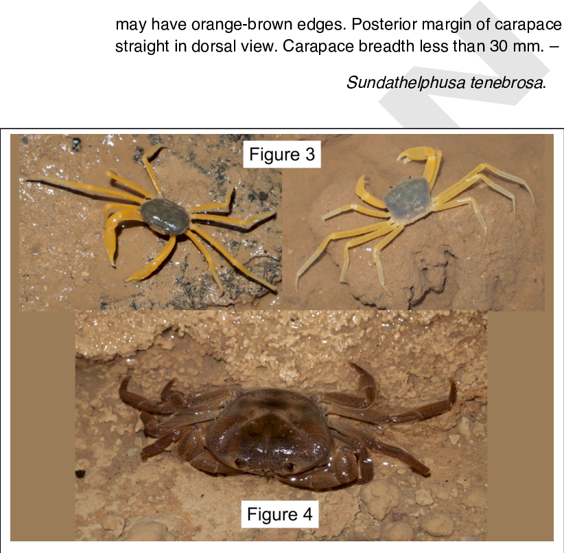 Cerebusa Tipula, Living Specimens Showing Spectacular (822x805), Png Download