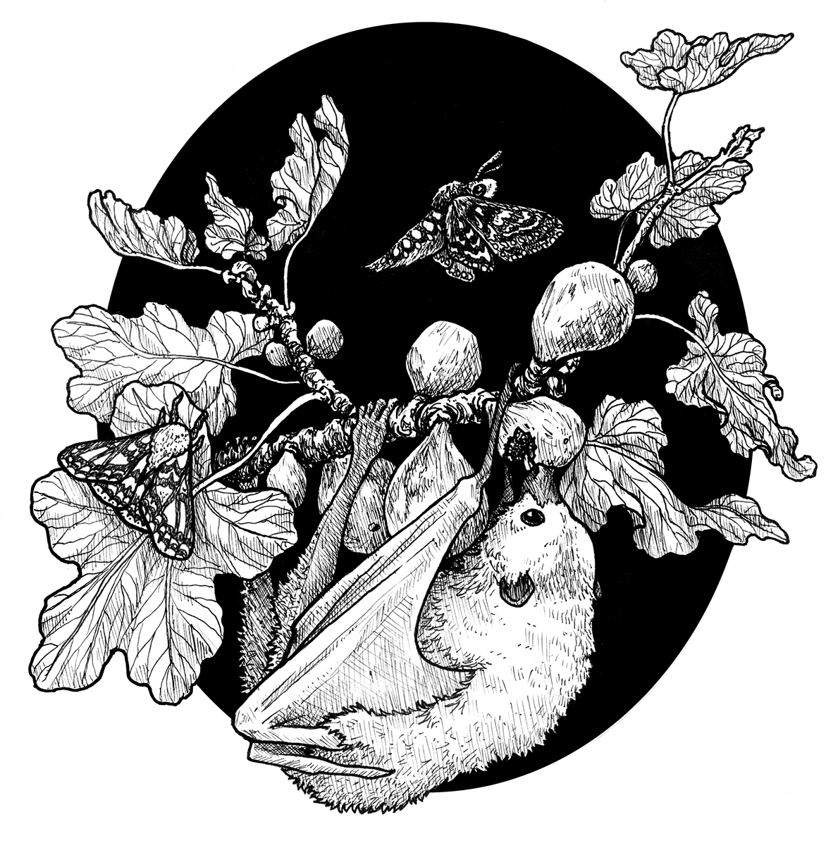 Fig Tree And The Fruit Bat (1200x1200), Png Download