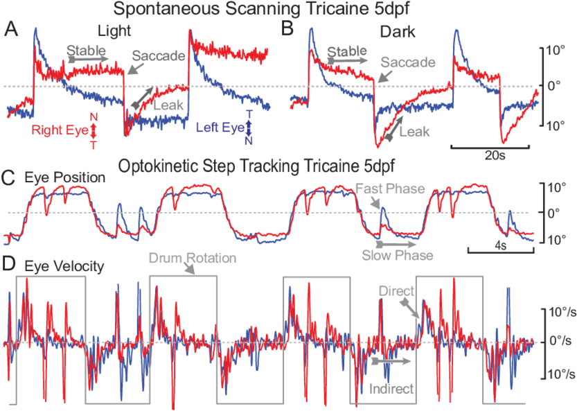 Scanning Behavior Of A 5 Dpf Embryo Shown In Either (850x603), Png Download