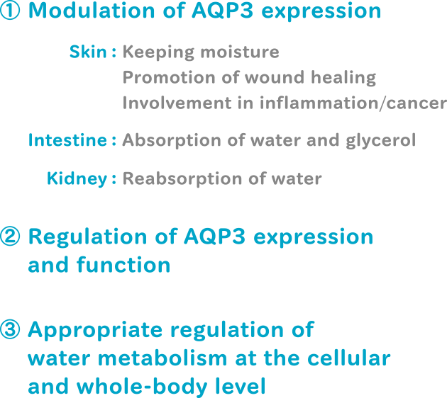 Restoration Of Age-related Decrease In Aqp3 Expression (630x562), Png Download