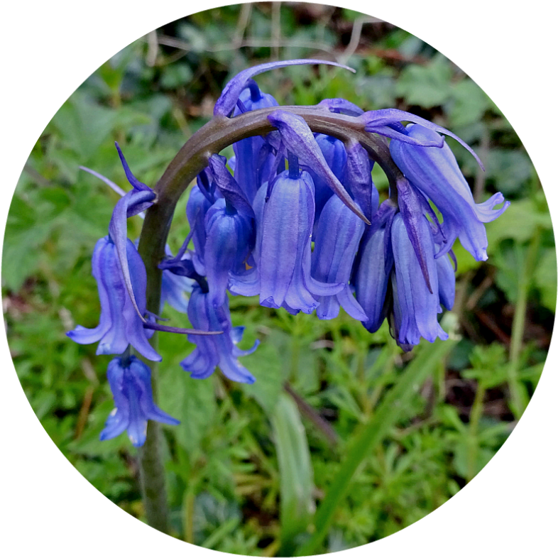 Where Five Valleys Meet April Cliff Top (800x800), Png Download