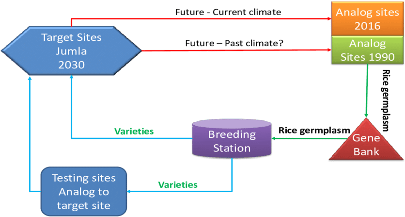 Conceptual Step Of Climate Smart Plant Breeding Based (850x450), Png Download