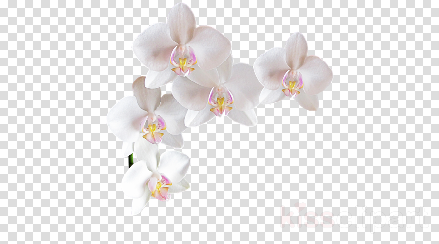 Jewelsbymoonli Hoop Earrings, Gold Hoop Earrings, Silver (900x500), Png Download