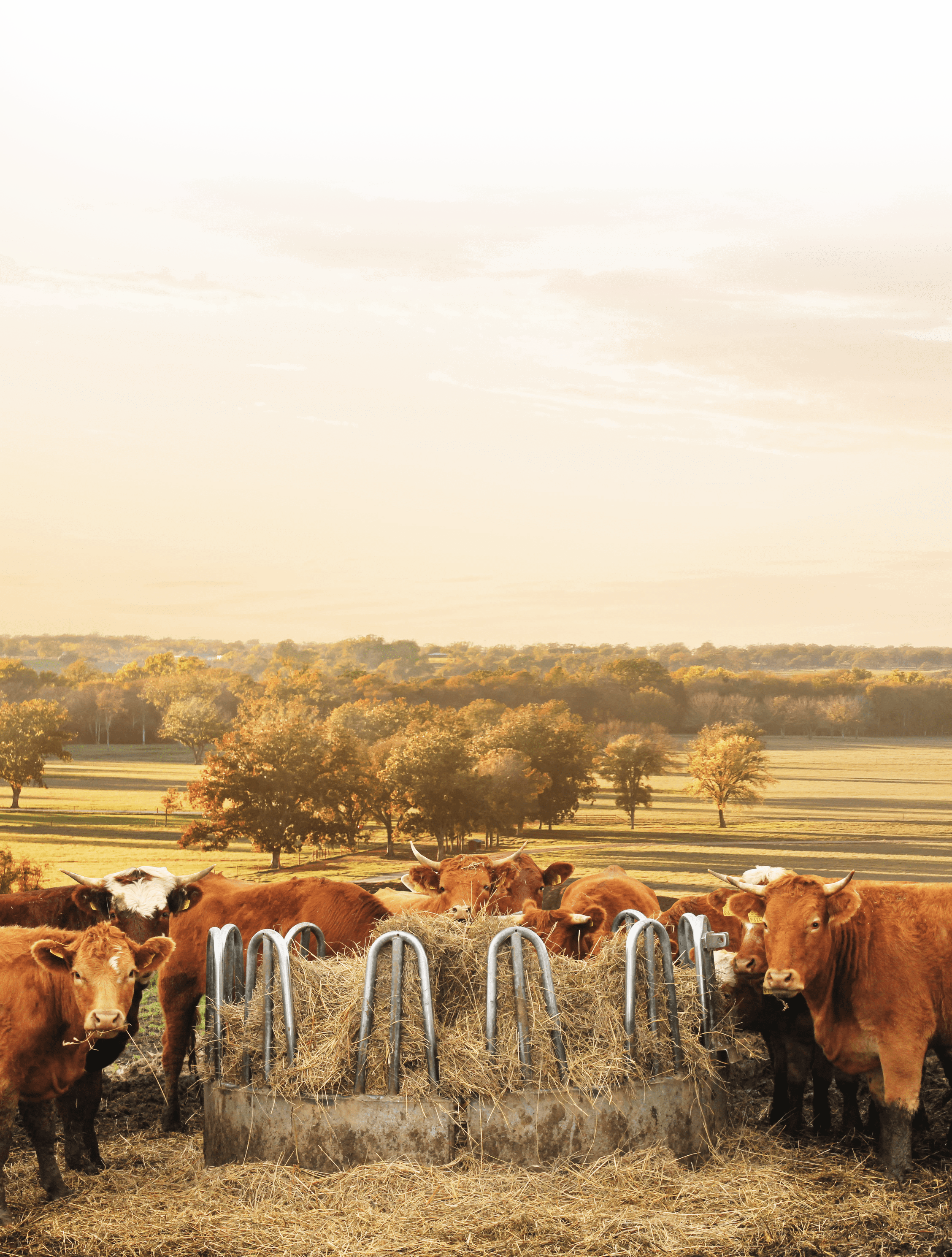 Cows (2256x2978), Png Download