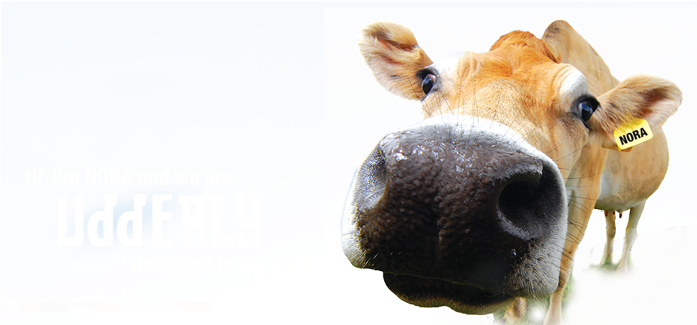 About Us (977x520), Png Download