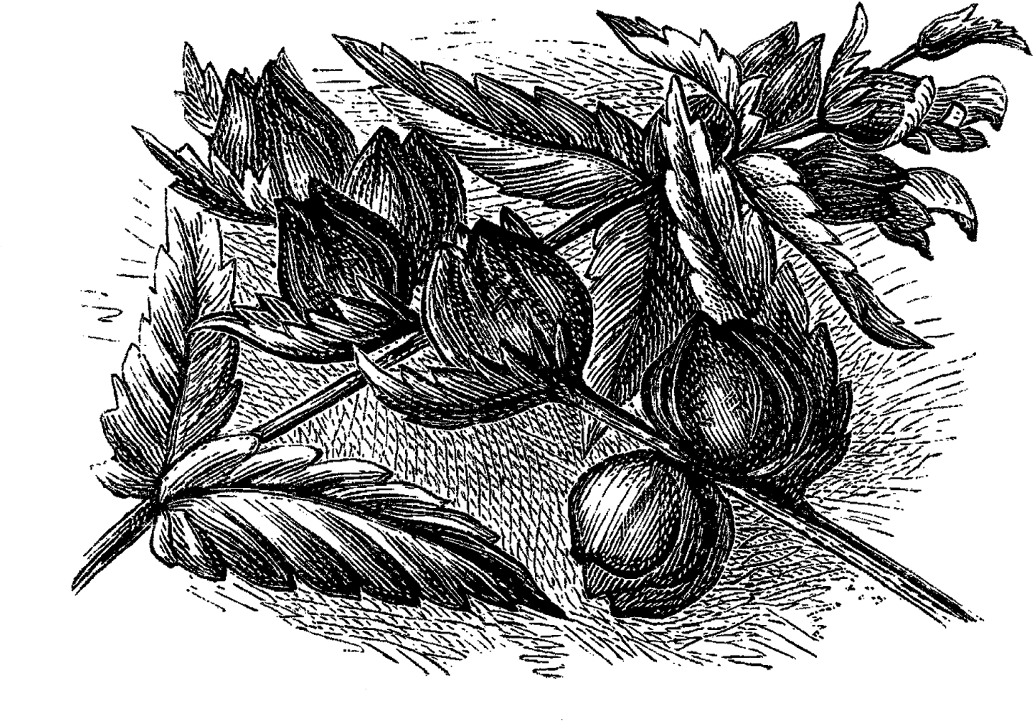 Digital Wildflower Downloads (1600x1219), Png Download