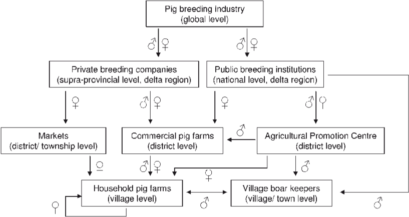 Extended Supply Channels For Breeding Pigs Used At (850x440), Png Download