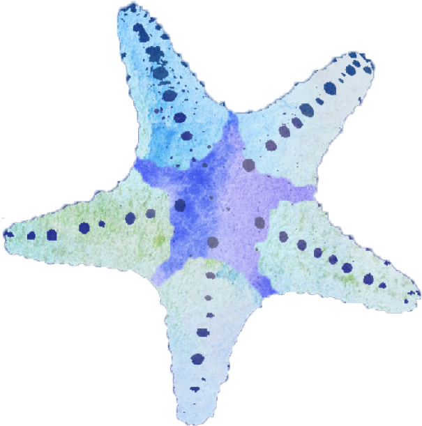 Starfish.png (604x630), Png Download