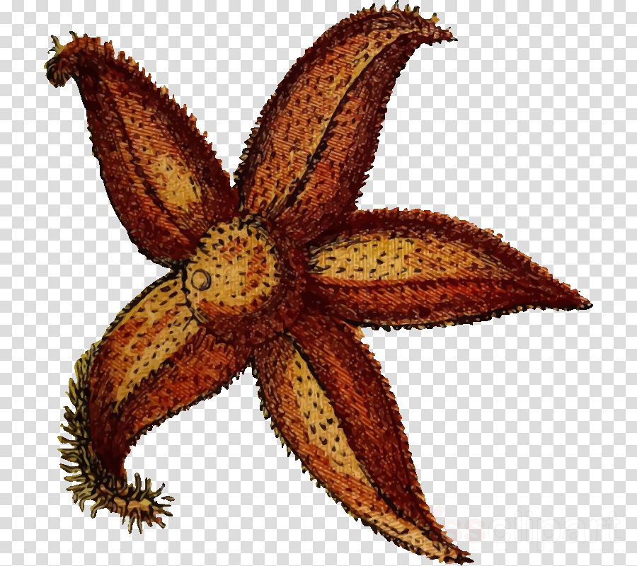Søstjerne Png Clipart Echinoderm Clip Art (900x800), Png Download