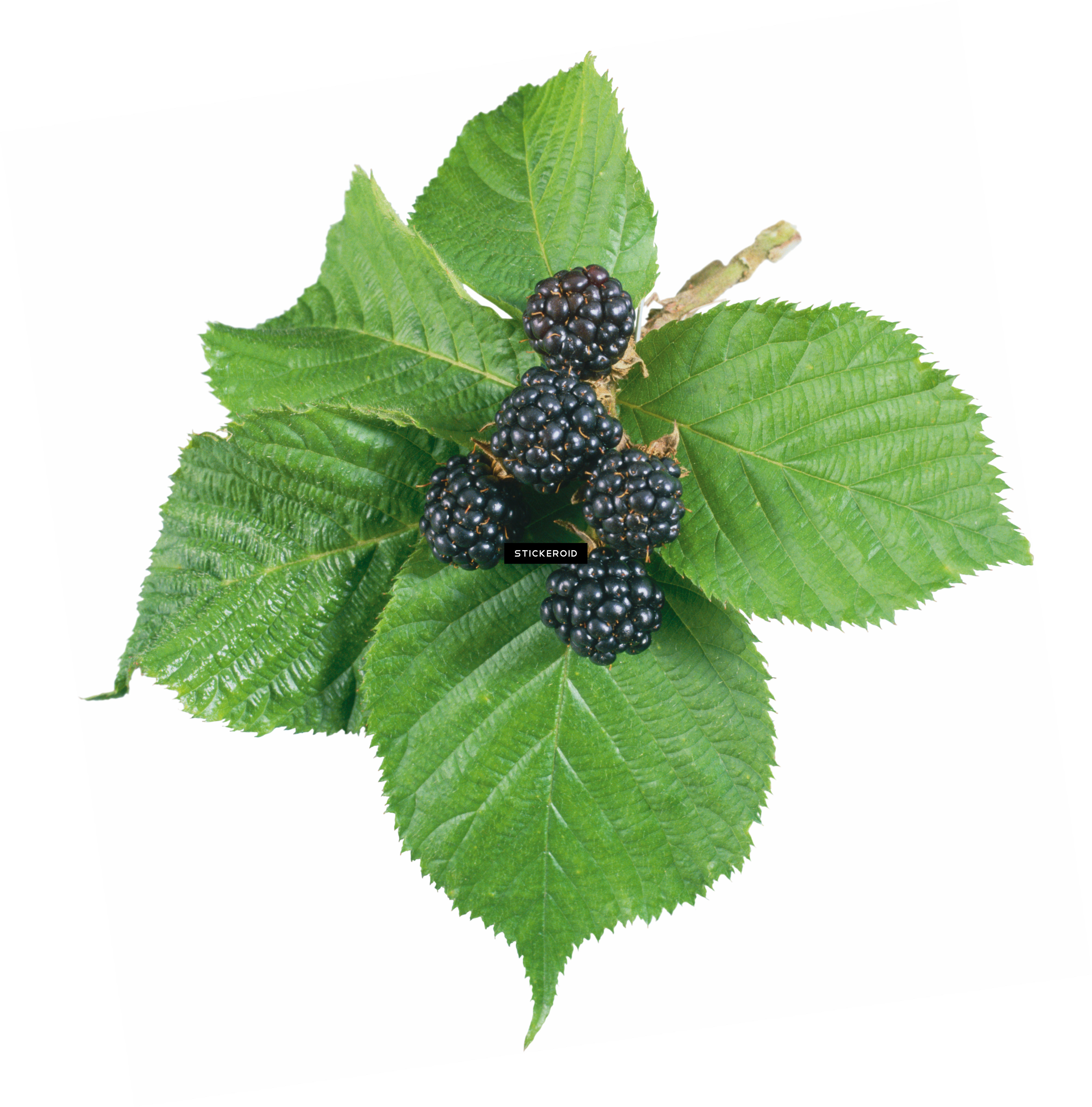 Blackberry Fruits Nuts (4727x4791), Png Download