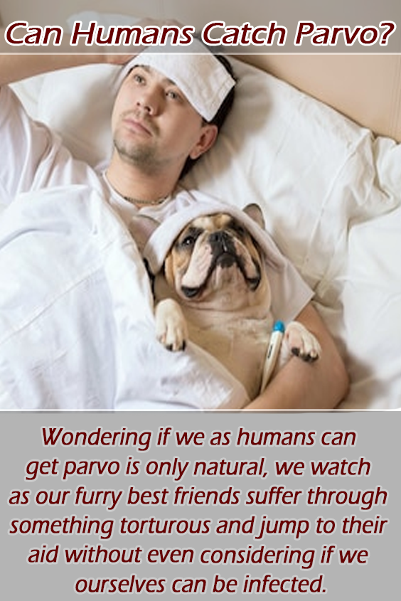 Wondering If We As Humans Can Get Parvo Is Only Natural, (564x845), Png Download