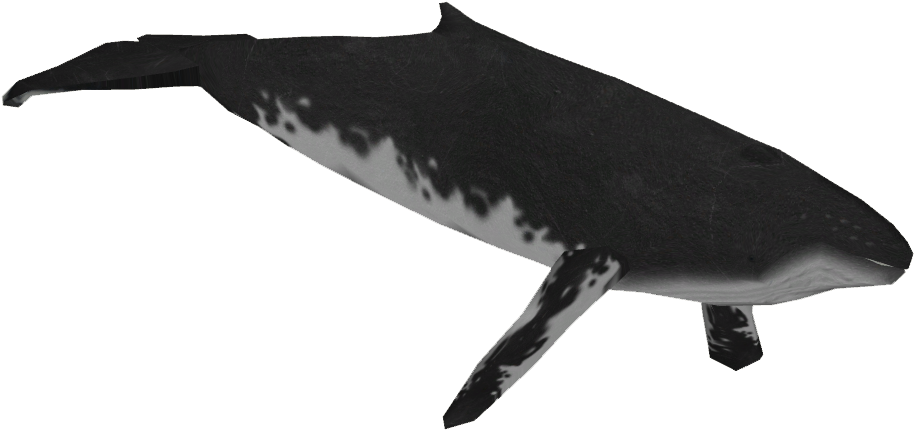 Humpback Whale Png (913x913), Png Download