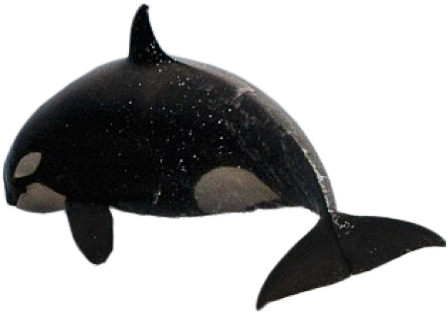 Whale.png (640x480), Png Download