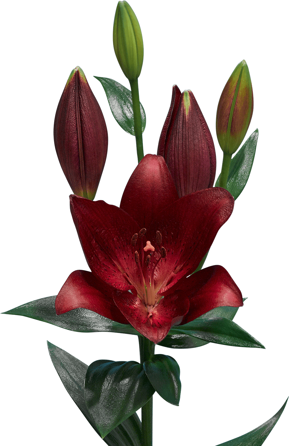 Lilium-redstone (1200x1600), Png Download