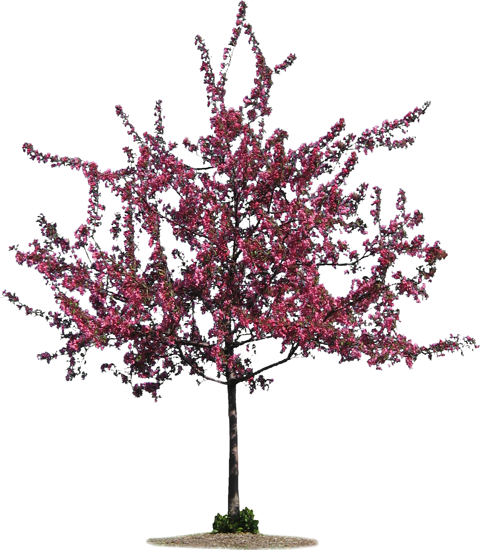 Tall Pine Tree Png (1607x1874), Png Download