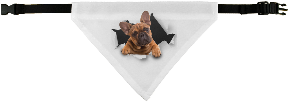 Peeking Frenchie ﻿pet Bandana (1024x1024), Png Download