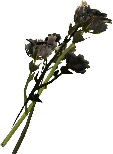 Cotton Plant Png (620x620), Png Download
