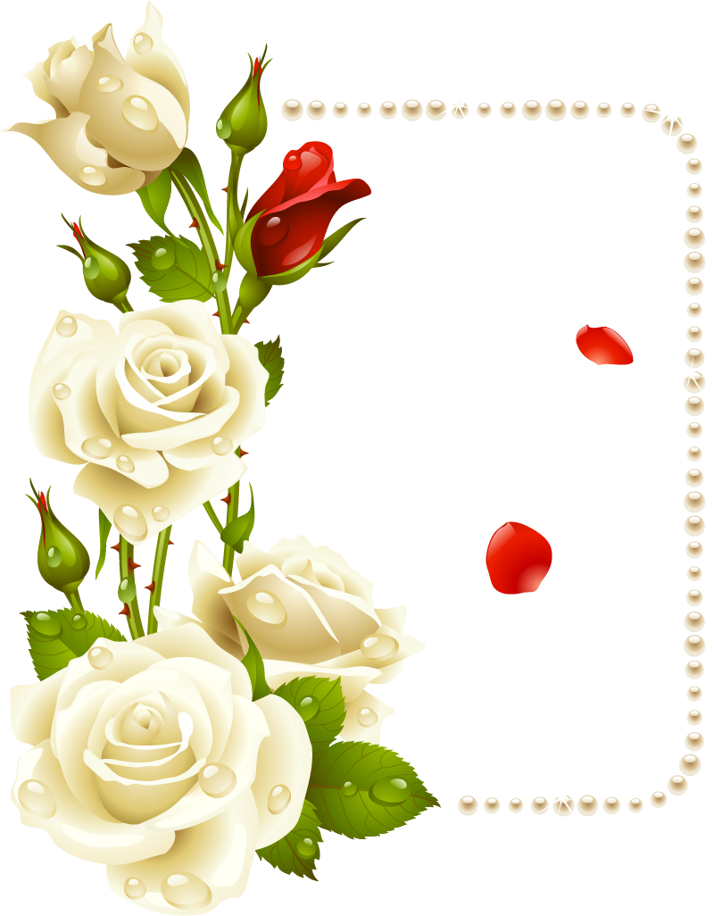 Flores (800x1026), Png Download