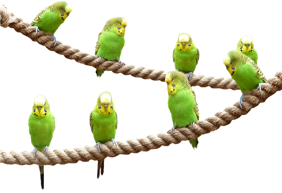 Wellensttiche, Birds, Nature, Parakeet, Animal World (960x710), Png Download