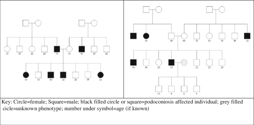 Two Family Pedigrees From Southern Ethiopia (850x418), Png Download