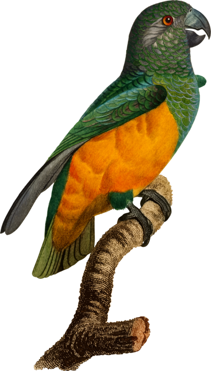 Budgerigar Bird Parrot (426x750), Png Download