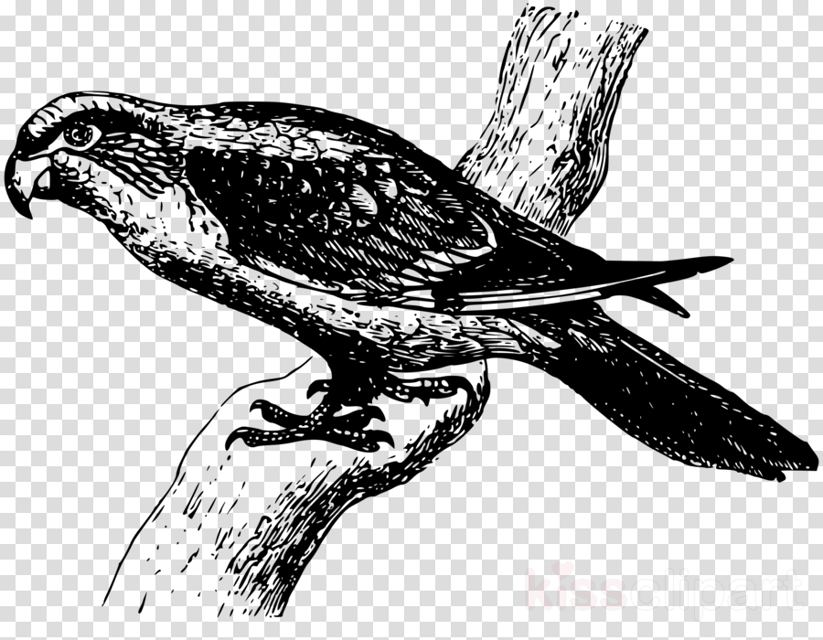 Parrot Clipart Cockatiel Budgerigar Clip Art (900x700), Png Download