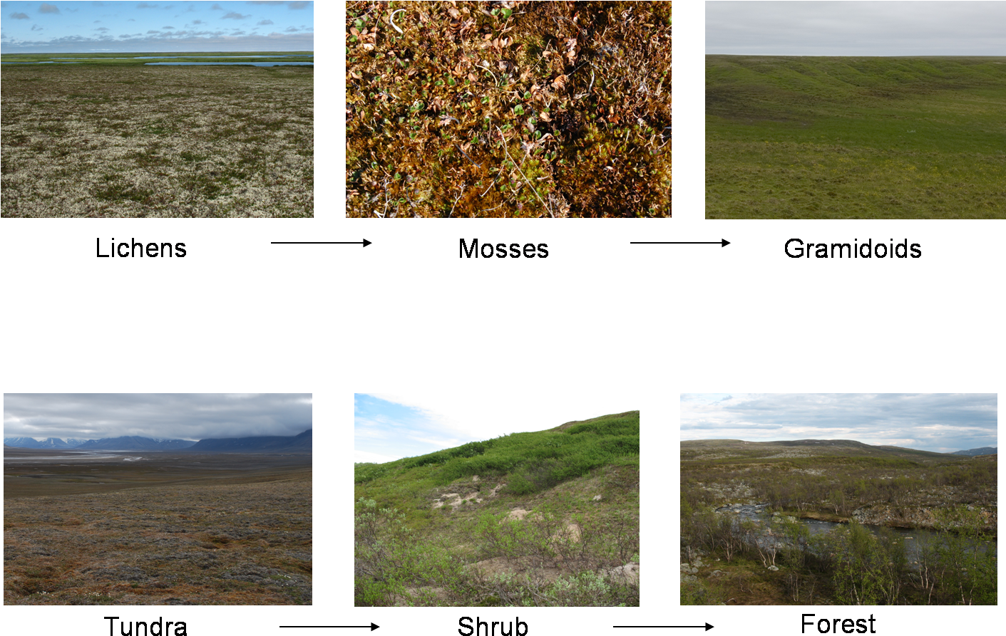 Vegetation Transitions (1412x910), Png Download