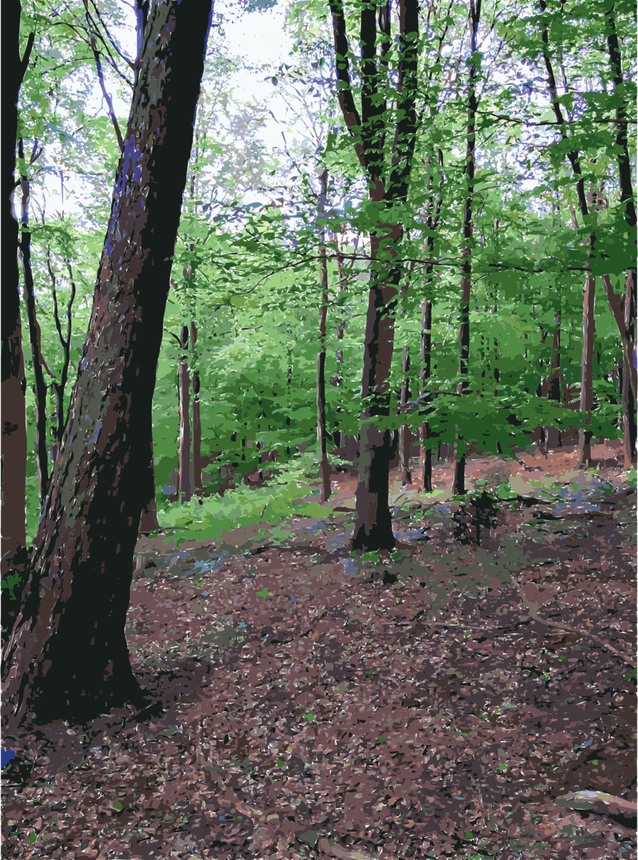 Forest Clipart Temperate Broadleaf And Mixed Forest (900x1213), Png Download