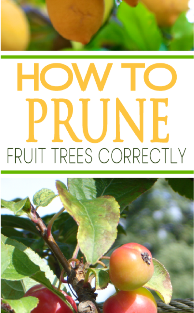 Great Instructions To Prune Your Tree Correctly - Prune Fruit (683x1024), Png Download