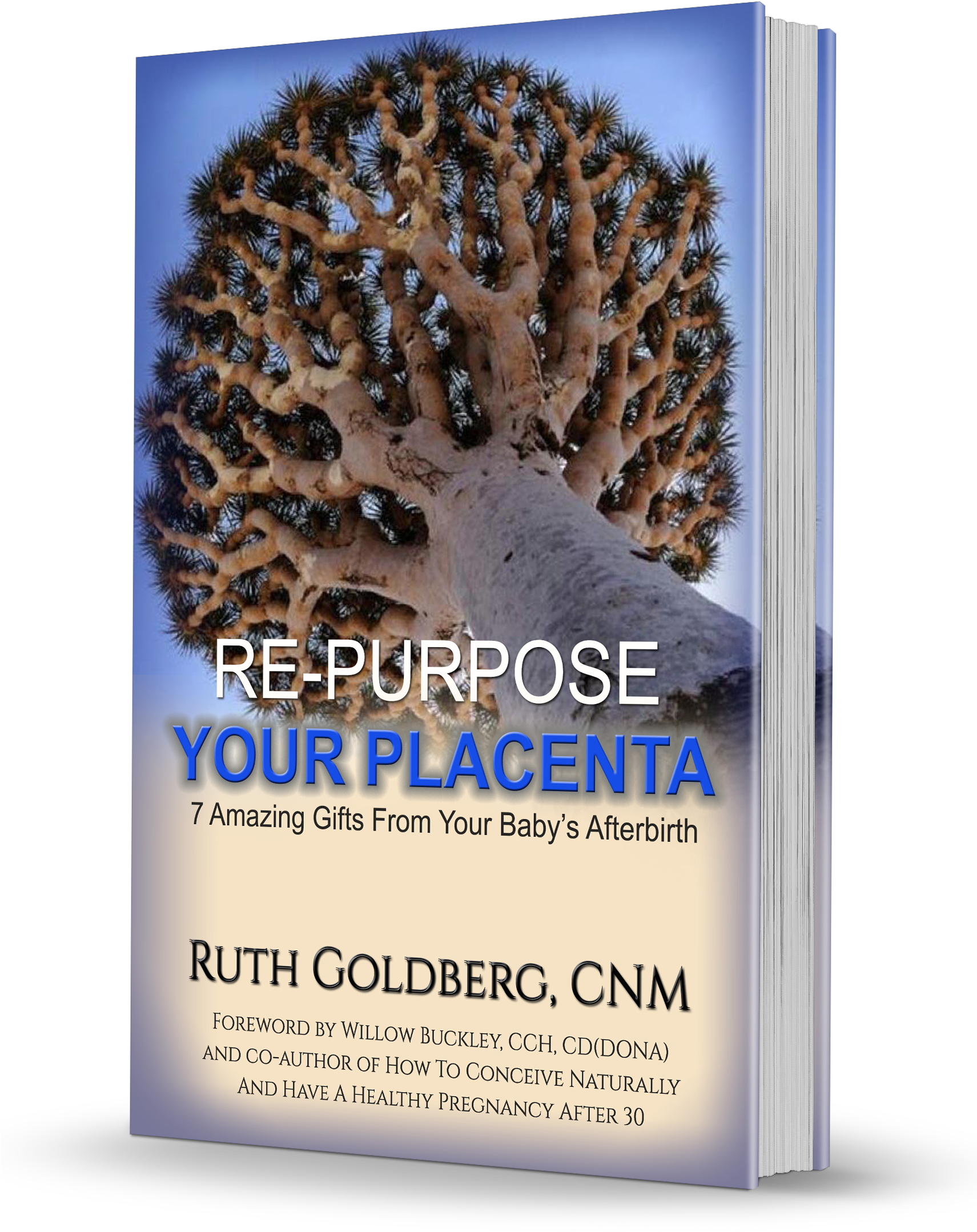Re-purpose Your Placenta , Association Of Placenta - Wollemi Pine Has Yellow Leaves (1710x2244), Png Download