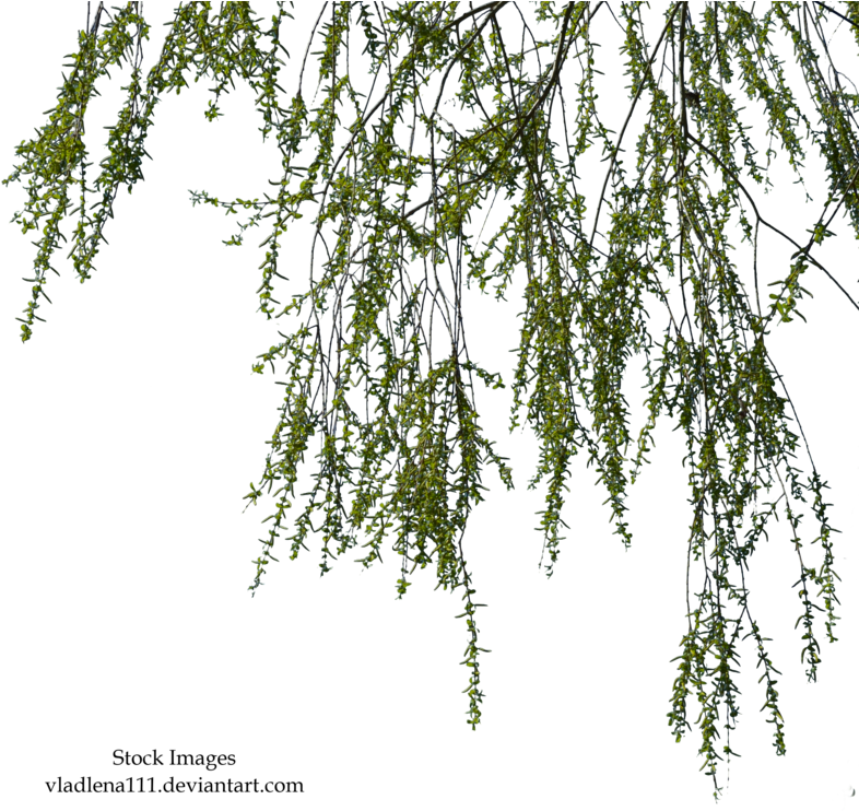 Willow Branch Png - Willow Branches Png (800x796), Png Download