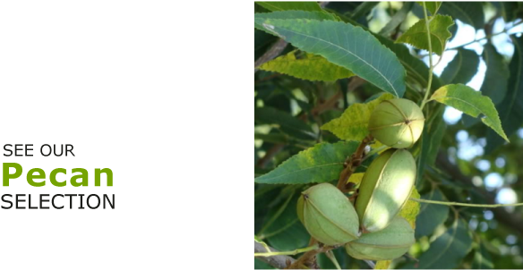 Nolin River Nut Tree Nursery - Nut Trees In Kentucky (600x400), Png Download