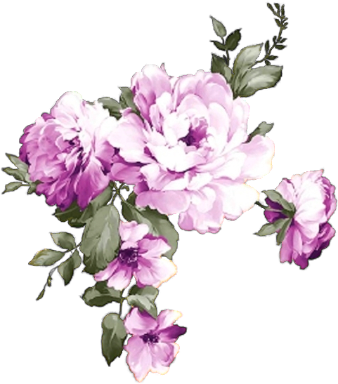 Flower Prints - Common Peony (481x547), Png Download