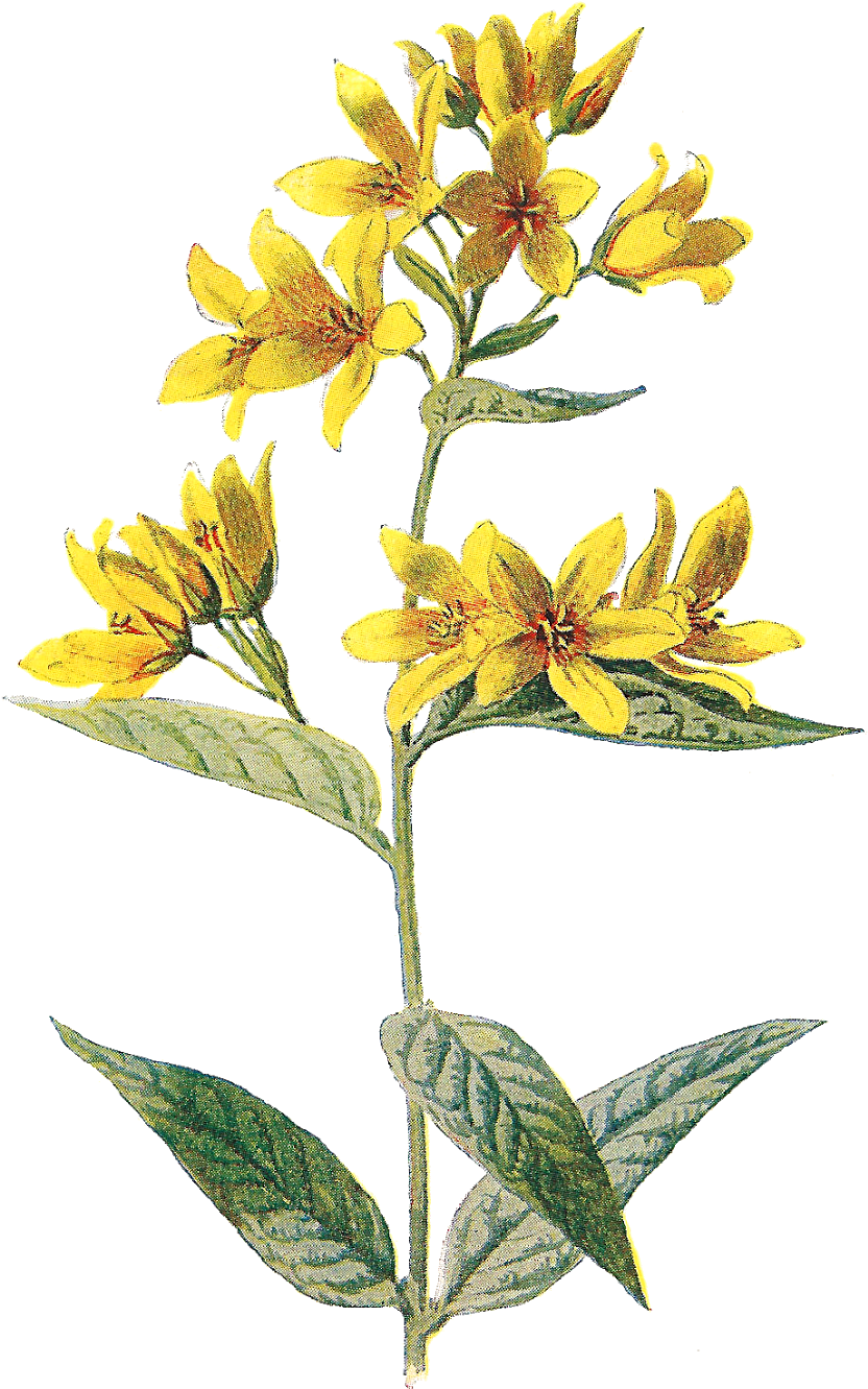 Wild Flower Png - Png Wild Flower (1114x1600), Png Download