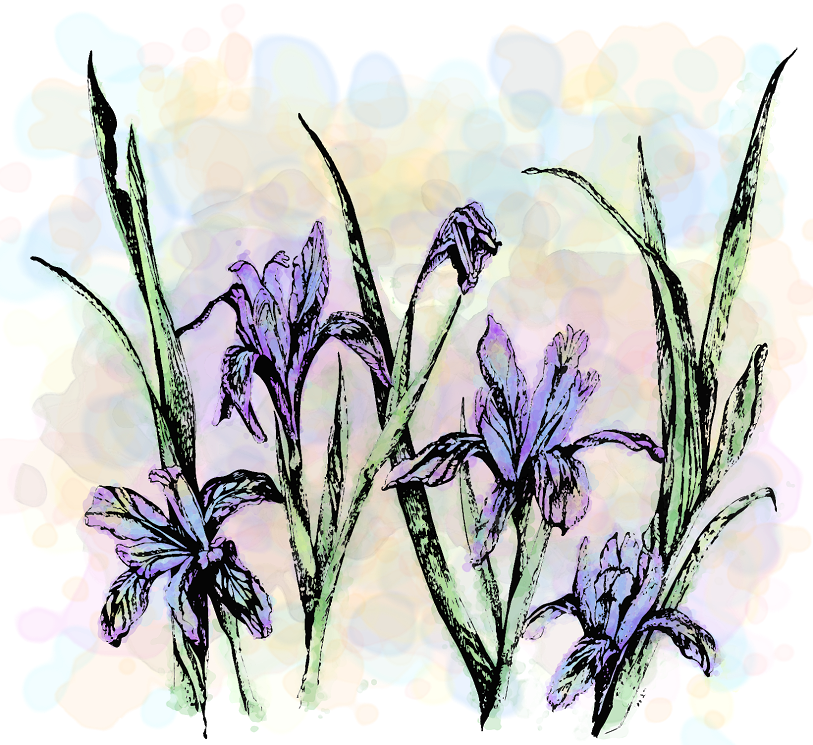 Wildflower Show -1 (813x745), Png Download