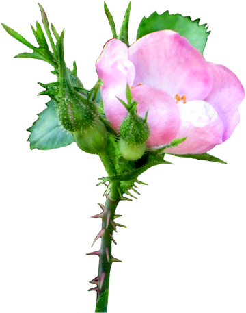 Pink Soft Rose Clipart - Rose (392x472), Png Download