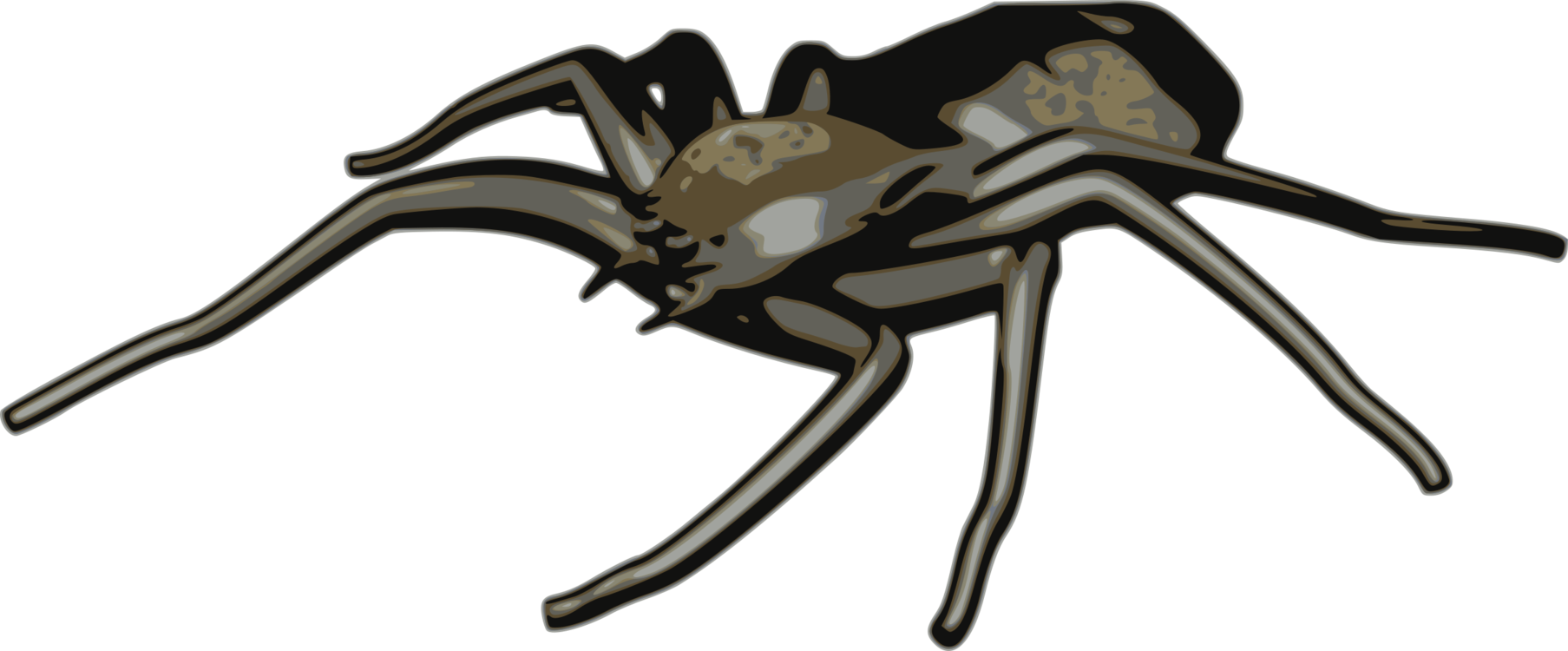 Spider Tarantula Western Black Widow Computer Icons - Arachne Clipart (1807x750), Png Download