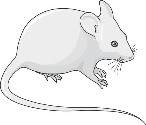 Download The Image - Rat (495x425), Png Download
