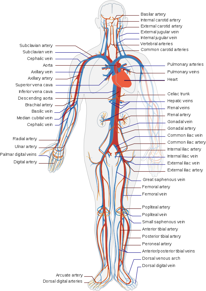 Circulatory System - Circulatory System Diagram (737x1024), Png Download