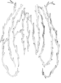 Sketch (350x494), Png Download