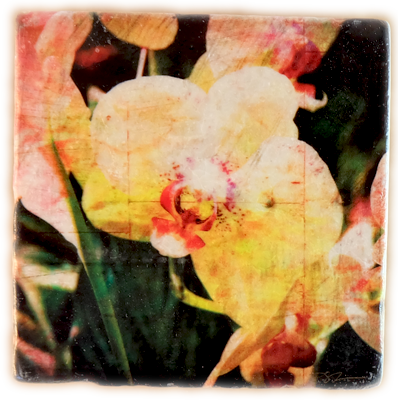 Rustic And Contemporary At The Same Time The Unique - Canna Lily (398x400), Png Download