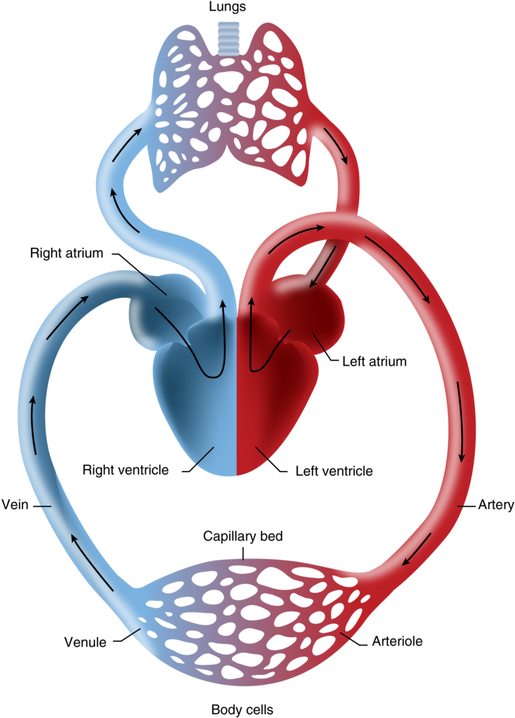 Veins And Venules - Venules In The Heart (800x1054), Png Download