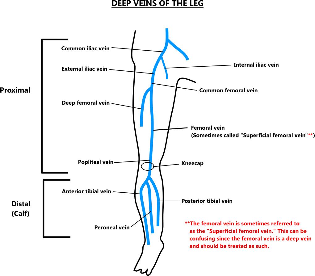 Download Share Page - - Deep Veins Leg PNG Image with No Background -  PNGkey.com